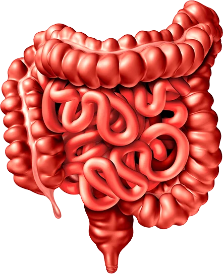 Ilustração anatômica do intestino grosso, com cólon, reto e apêndice, área de atuação da coloproctologia