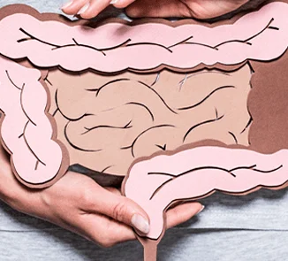 Mãos segurando um modelo ilustrativo do intestino grosso e do canal anal